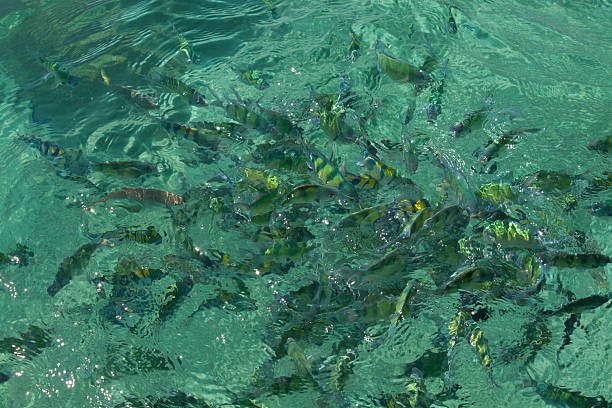 istock Fish in the sea Phi Phi Island thailand 484691732