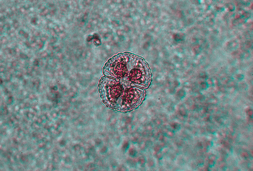 False color image of diatom under the microscope