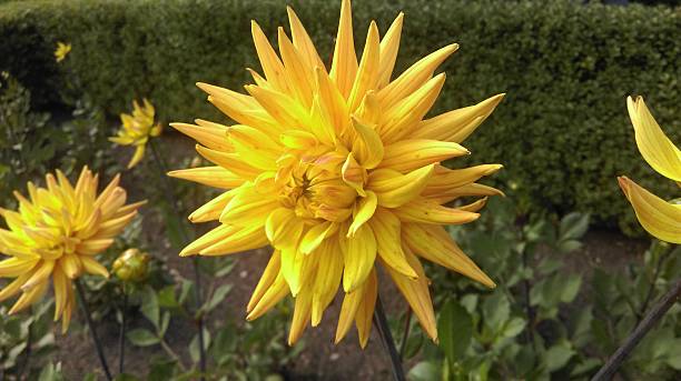 istock Yellow Flower Pointy Petals 484692074