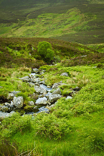 Stream Though The Hills stock photo