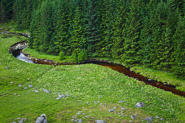 Small Stream In Forest stock photo