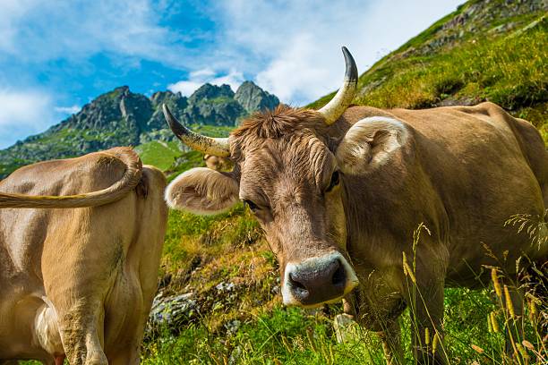 istock Swiss Alpine Cow 484693002