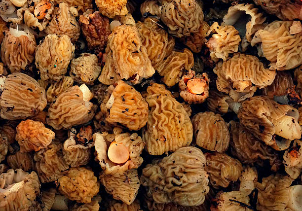 faktura morchella. - morel mushroom edible mushroom food bizarre zdjęcia i obrazy z banku zdjęć