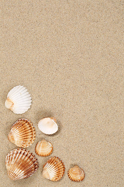 istock Sandy beach in summer vacation with sand, sea shells copyspace 484693768