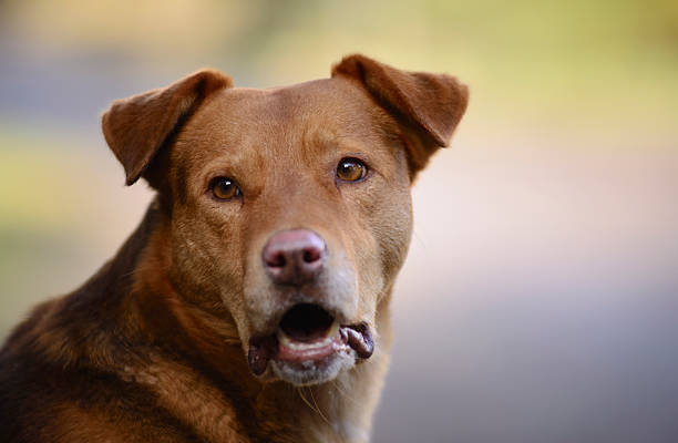 istock Dog watching the street 484694100