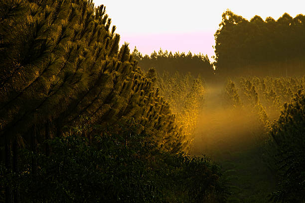 pinheiro plantation - silviculture imagens e fotografias de stock