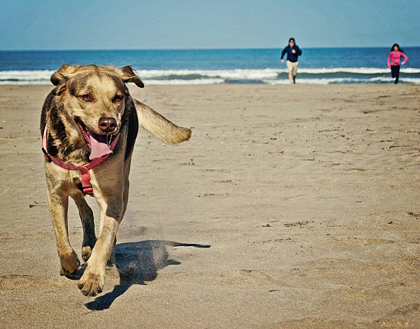 istock Dog running in the beach 484696500