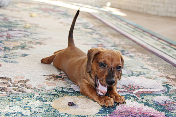 istock Funny red-haired dachshund puppy 484696758