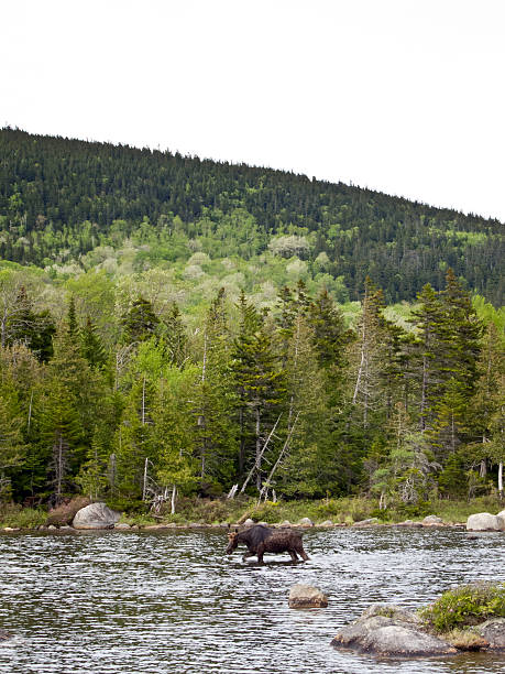 istock Moose in a lake in Northern Maine. 484697438