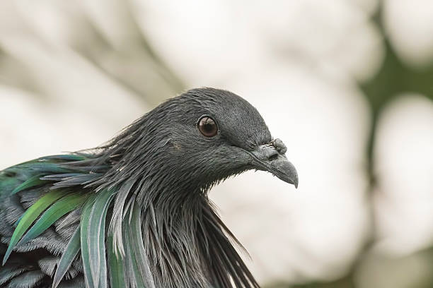 istock Nicobar pigeon portrait 484697520