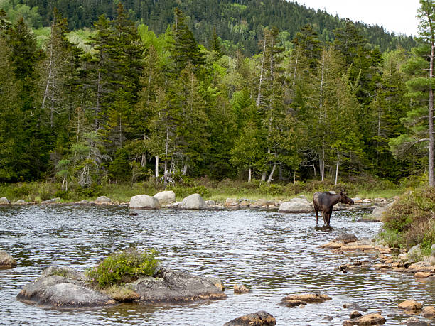 istock Moose in a lake in Northern Maine 484697540