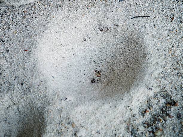 ant lion hiden in 보조개, 곤충 트랩 모래 - formicarius 뉴스 사진 이미지
