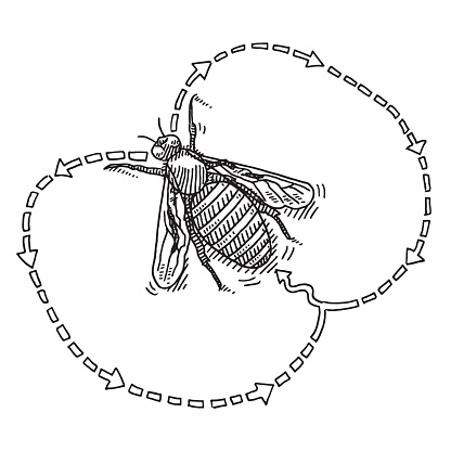 Hand-drawn vector drawing of a Waggle Dance Of Bees. Black-and-White sketch on a transparent background (.eps-file). Included files are EPS (v10) and Hi-Res JPG.