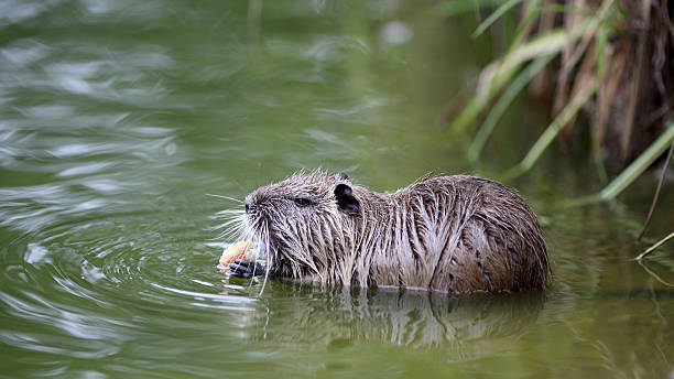 Coypu or nutria Details of a coypu in water, he is eating bread. prowling stock pictures, royalty-free photos & images