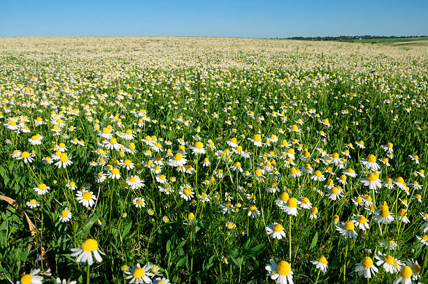 istock Field of camomile flowers 484701968
