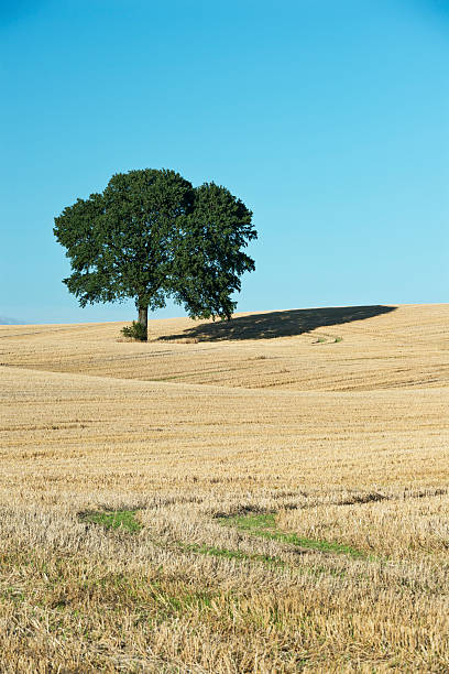 istock Majestic Oak Tree Standing in a Field Against The Sky 484702048