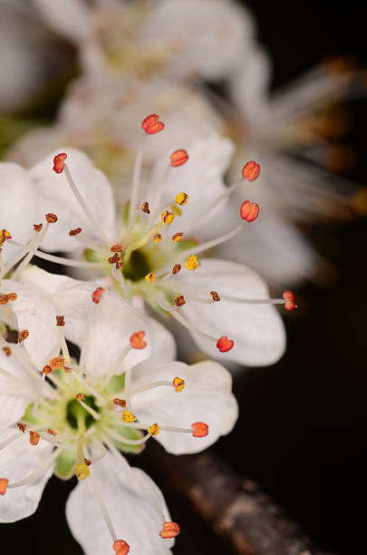 istock Close-up of flatwoods plum flowers 484702500