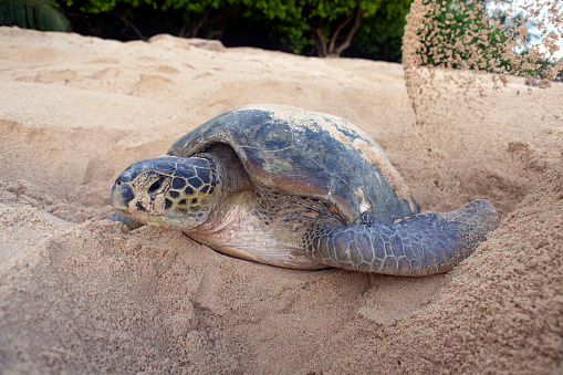 Green turtle (Chelonia mydas) laying her eggs and covering her nest on the beach in the daytime. Turtle Island Park (Taman Pulau Penyu) in Sabah, Borneo in Malaysia. Selingan Island