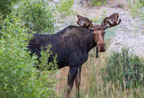 Bull moose emerging from the bushes.