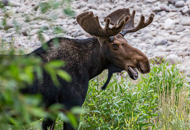 Moose Bull moose emerging from the bushes. alces alces gigas stock pictures, royalty-free photos & images