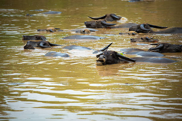 istock Buffalo take a bath in the canal 484703308