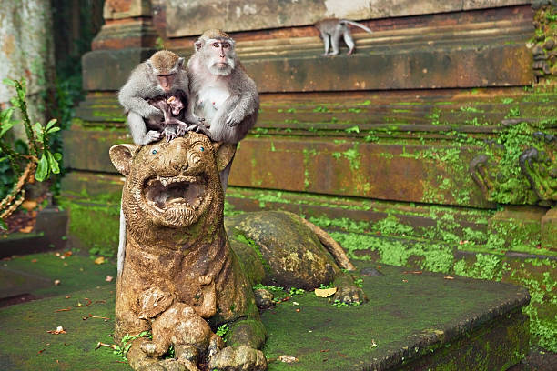 istock Macaque monkey family with baby in sanctuary forest 484704150