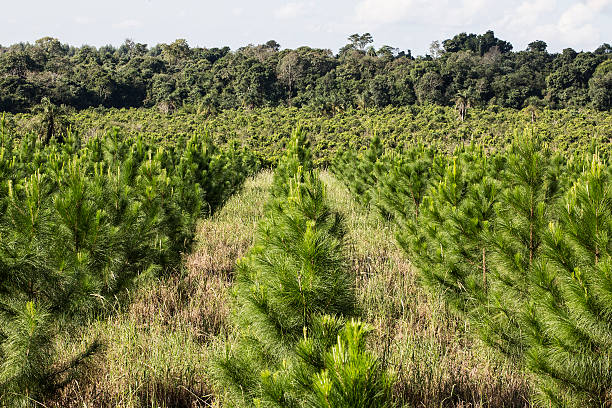 pino plantation - silviculture foto e immagini stock