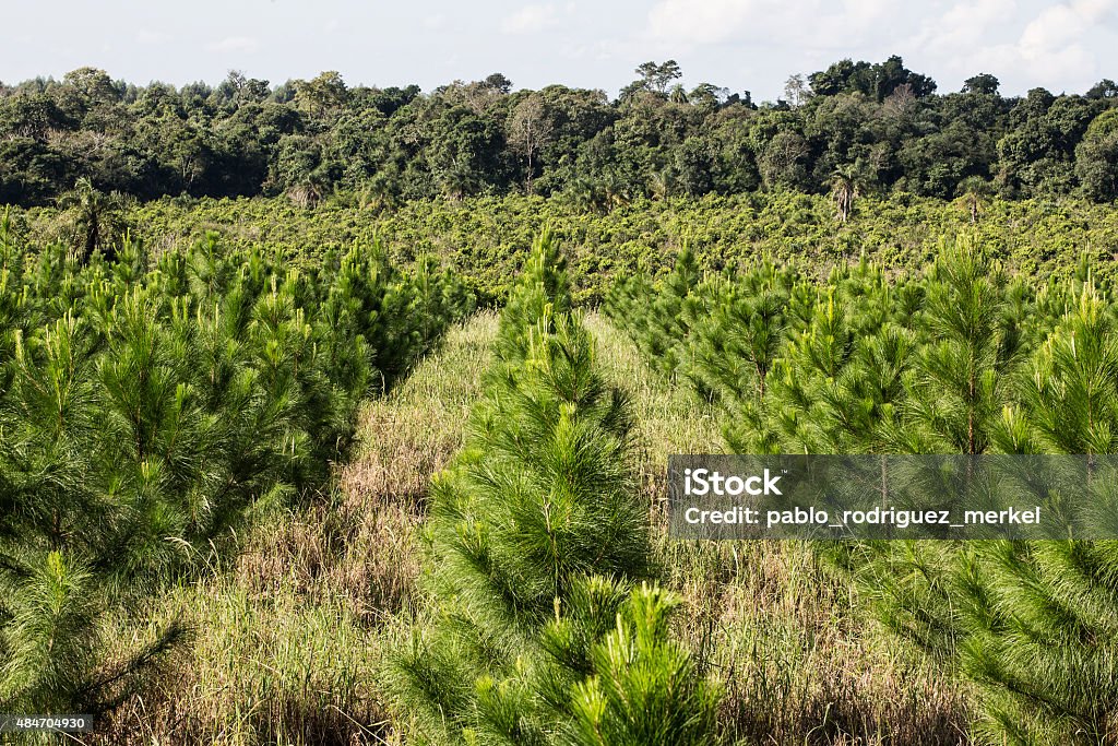 Plantação de árvores de pinho - Foto de stock de Pinho royalty-free