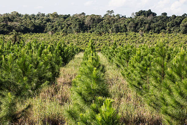 pinheiro plantation - silviculture imagens e fotografias de stock