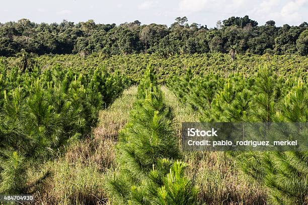 Foto de Plantação De Árvores De Pinho e mais fotos de stock de Pinho - Pinho, Plantação, Pinus Taeda