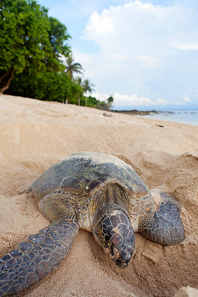 Turtle laying eggs on the beach. Green turtle (Chelonia mydas) laying her eggs and covering her nest on the beach in the daytime. Turtle Island Park (Taman Pulau Penyu) in Sabah, Borneo in Malaysia. Selingan Island sea turtle egg stock pictures, royalty-free photos & images