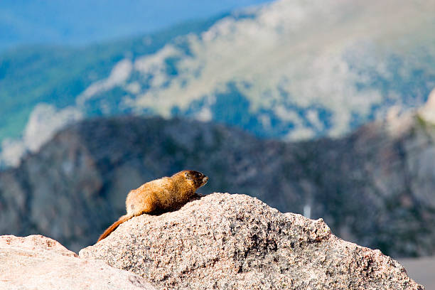 «marmot на горе evans, штат колорадо - 14000 foot peak стоковые фото и изображения
