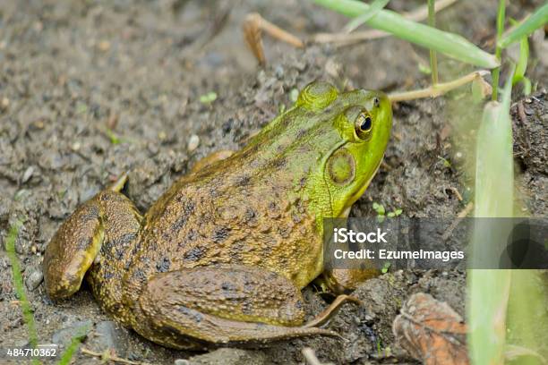 Rana Toro Barro Foto de stock y más banco de imágenes de 2015 - 2015, Aire libre, Anfibio