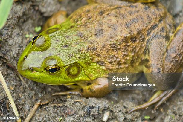 Rana Toro Barro Foto de stock y más banco de imágenes de 2015 - 2015, Aire libre, Anfibio