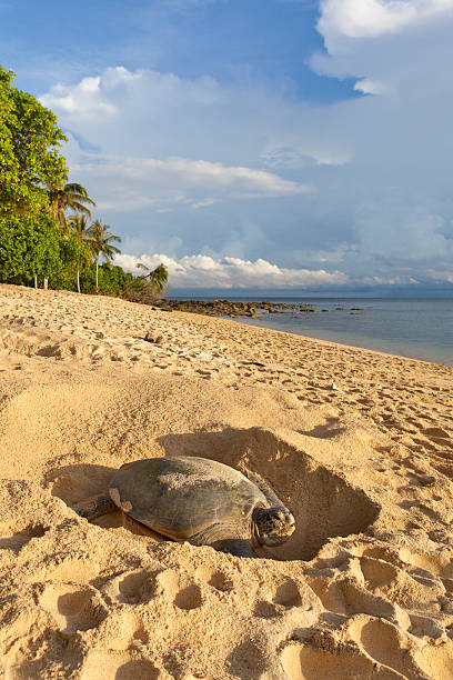 Turtle laying eggs on the beach. Green turtle (Chelonia mydas) laying her eggs and covering her nest on the beach in the daytime. Turtle Island Park (Taman Pulau Penyu) in Sabah, Borneo in Malaysia. Selingan Island sea turtle egg stock pictures, royalty-free photos & images