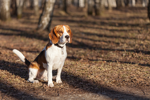 Beagle in the foggy wood