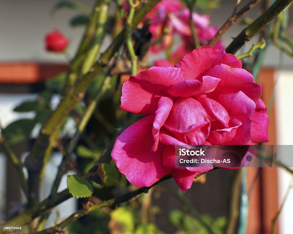 flowers Exotic flowers in Nepal. Asia Stock Photo