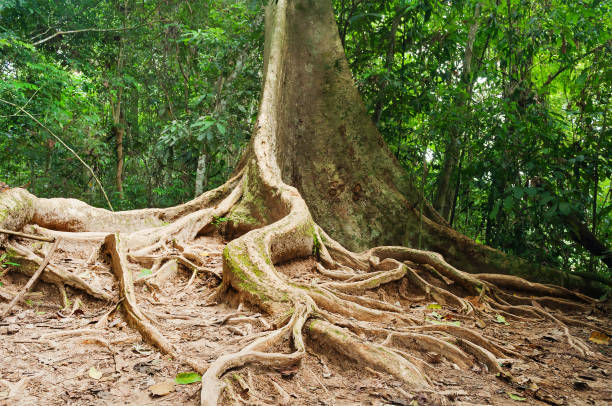 istock Taman Negara National Park 484712993