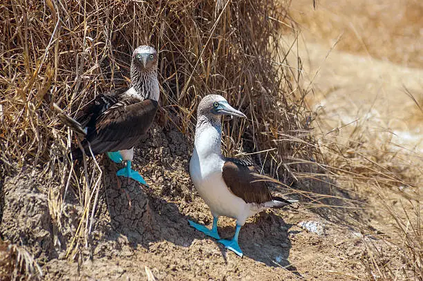 Photo of Blue-footed Booby, Ecuador Coastline, Isla de la Plata