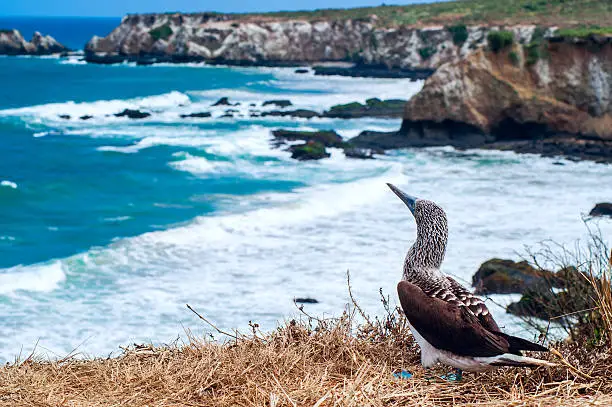 Photo of Blue-footed Booby, Ecuador Coastline, Isla de la Plata