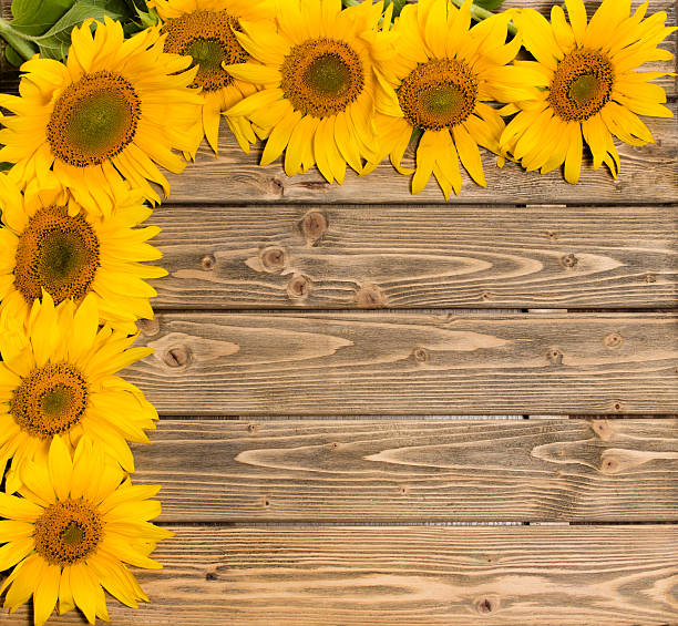 istock Sunflowers on wooden background 484713116
