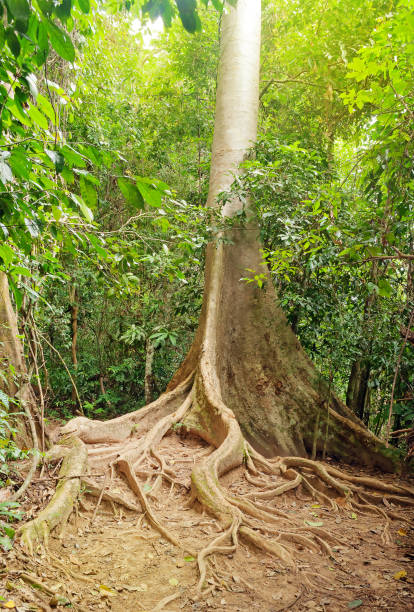 istock Taman Negara National Park 484713185