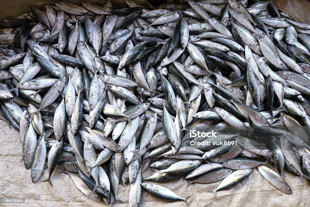 Frais des Sardines - Photo de Affluence libre de droits