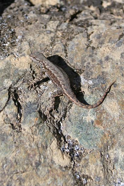 istock Western Fence Lizard on a Rock 484713890