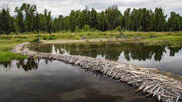 Beaver Dam in the Tetons Beaver dam crossing a large stream. beaver dam stock pictures, royalty-free photos & images