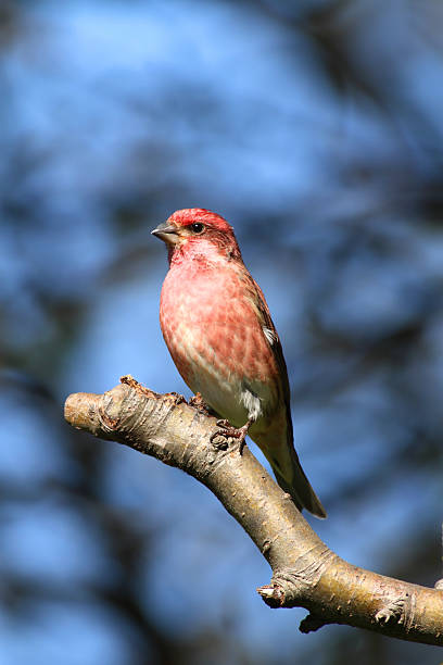 istock Purple Finch (Carpodacus purpureus) on blue 484714032