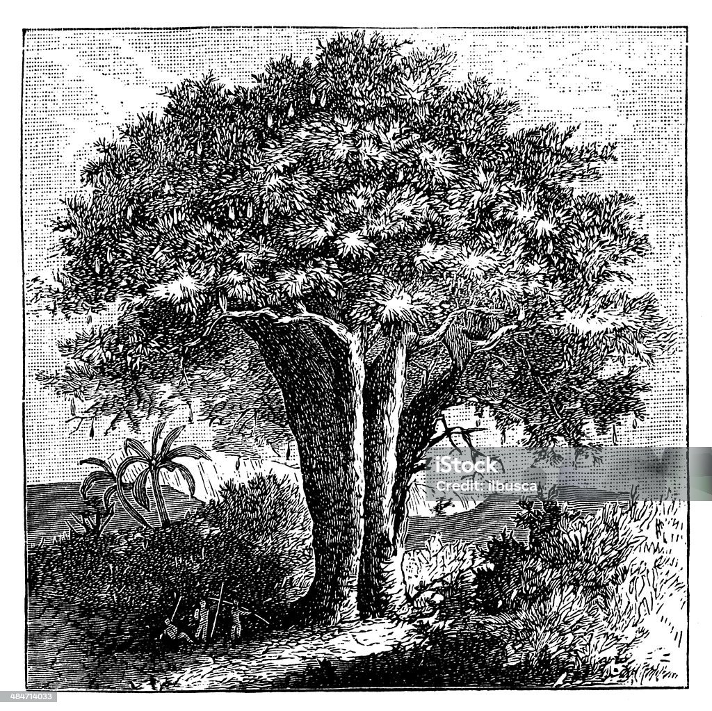 Antique illustration of Baobab tree (Adansonia) 19th Century Style stock illustration