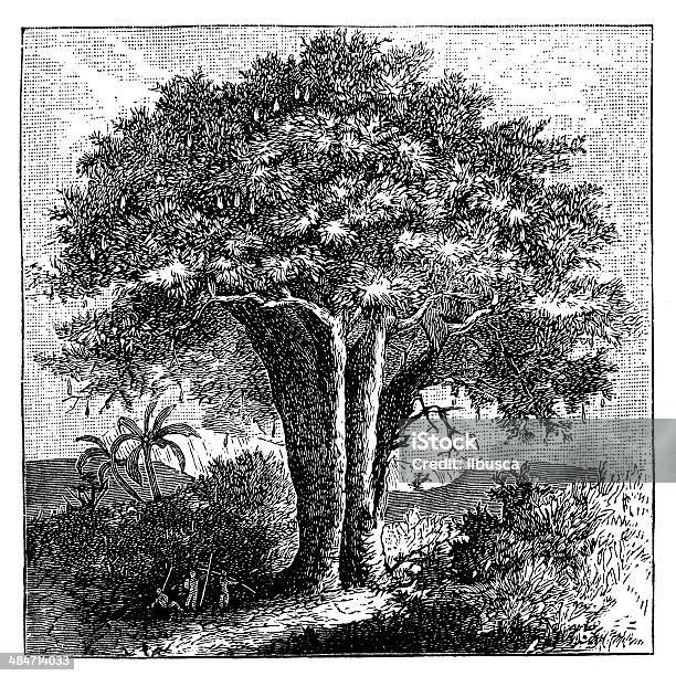 Antique Illustration Of Baobab Tree Stock Illustration - Download Image Now - 19th Century Style, Antique, Art