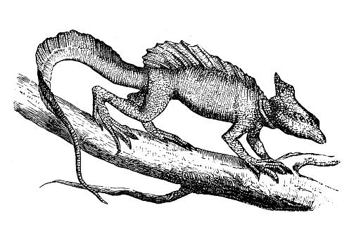 Antique illustration of Brown Basilisk or Striped Basilisk (Basiliscus vittatus)