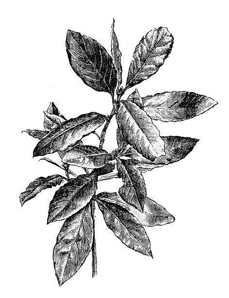 앤틱형 일러스트레이션 bay laurel, 달콤함 만 (bay laurel, laurus nobilis - magnolia fruit sweet magnolia evergreen tree stock illustrations